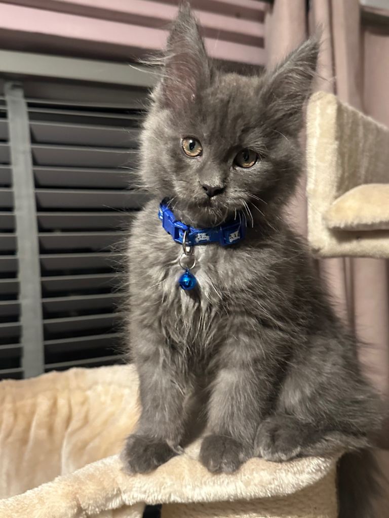 Last male Active Tica registered blue Maine coon kittens