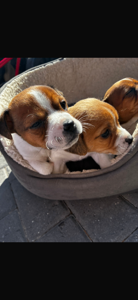 Jack Russell Puppy’s 