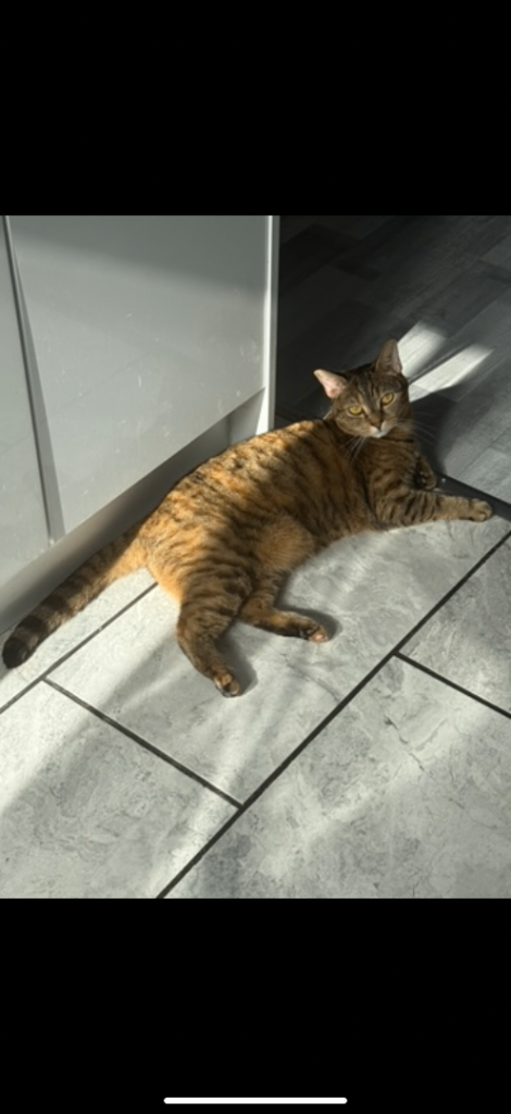 Re homing 4 year old tabby cat 