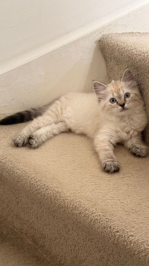 Ragdoll kitten for sale 