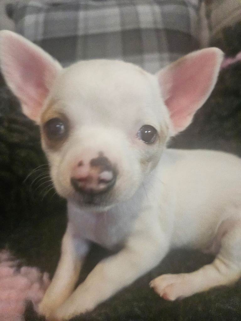 Chihuahua puppy last litte boy 