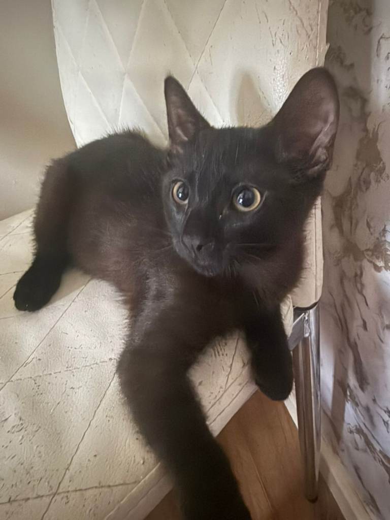 Beautiful 12 week old black kitten for sale in Luton 
