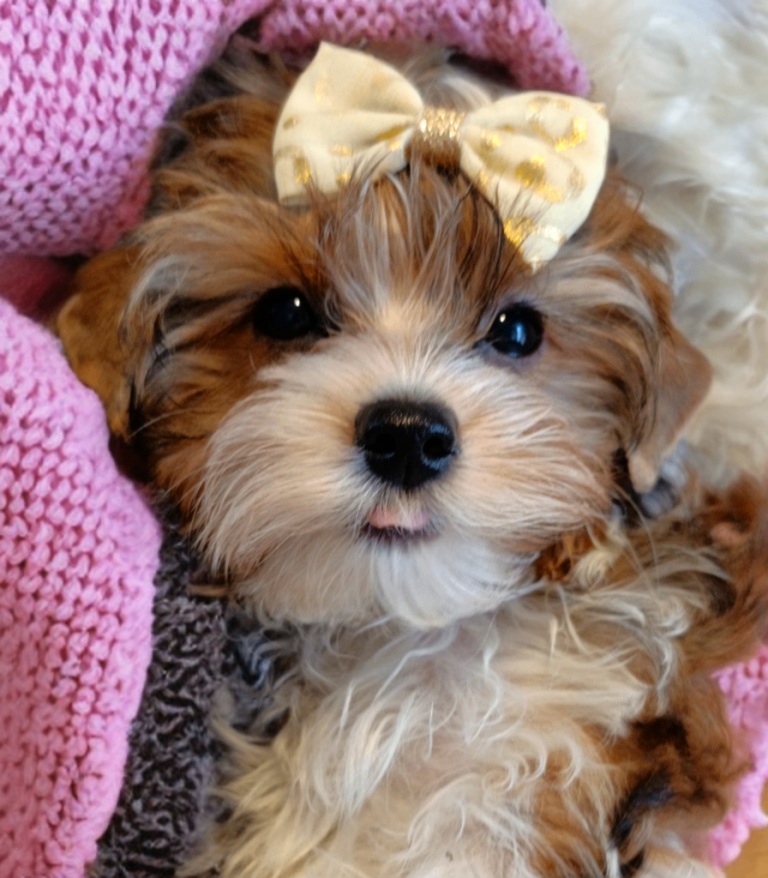 Colorfull Yorkshire terrier 