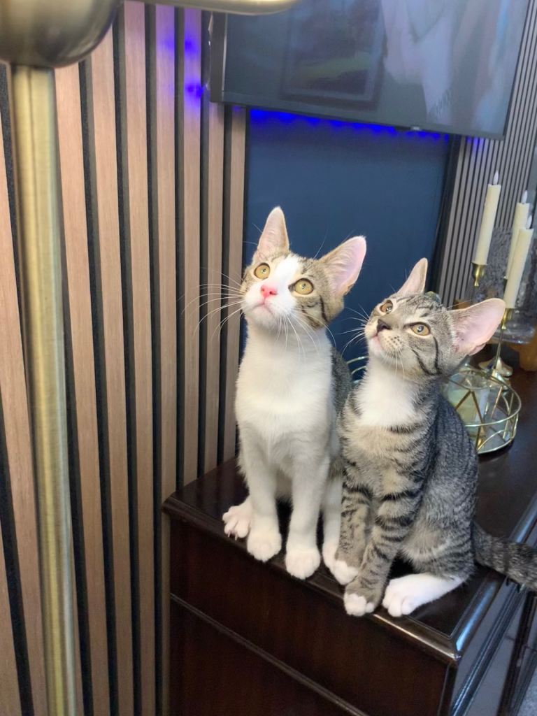 Kitten 