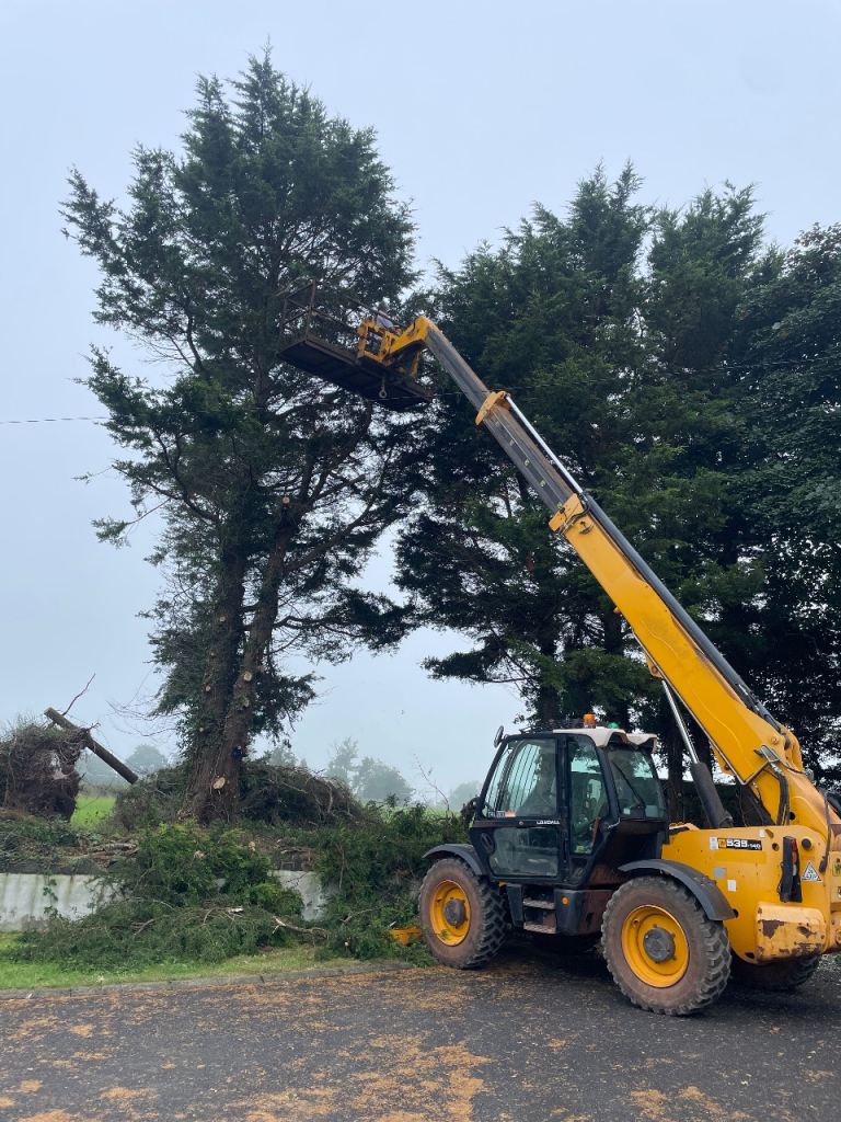 Tree cutting / surgeon 