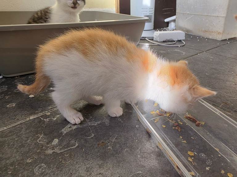 Two Month Old Male Kittens Looking for New Homes