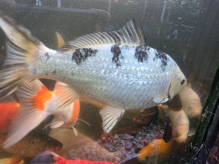 Koi fish all size
