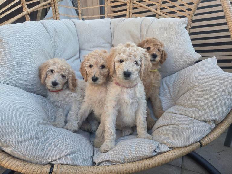 Multigeneration Labradoodle Backcross