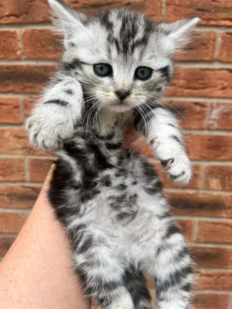 Kittens for sale 