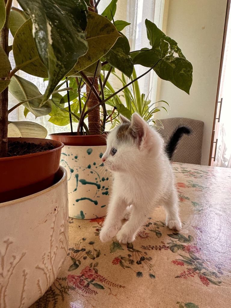 3 playful kittens available now