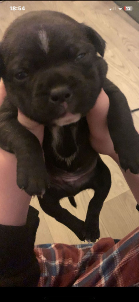 Staff puppy for sale