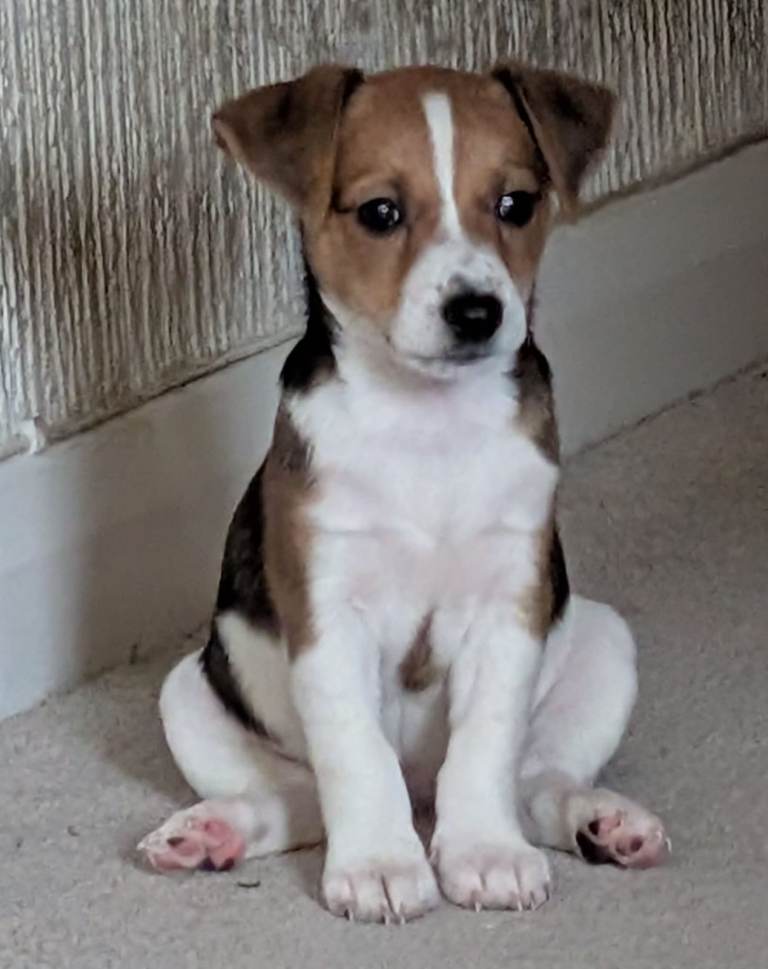 image for Female Jack Russell Terrier for rehoming now. £ 700