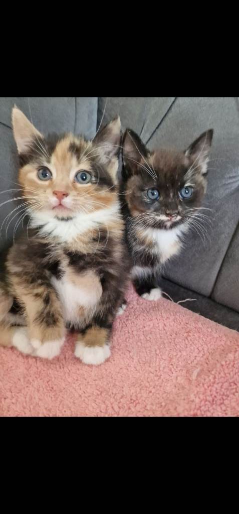 Kittens for sale 