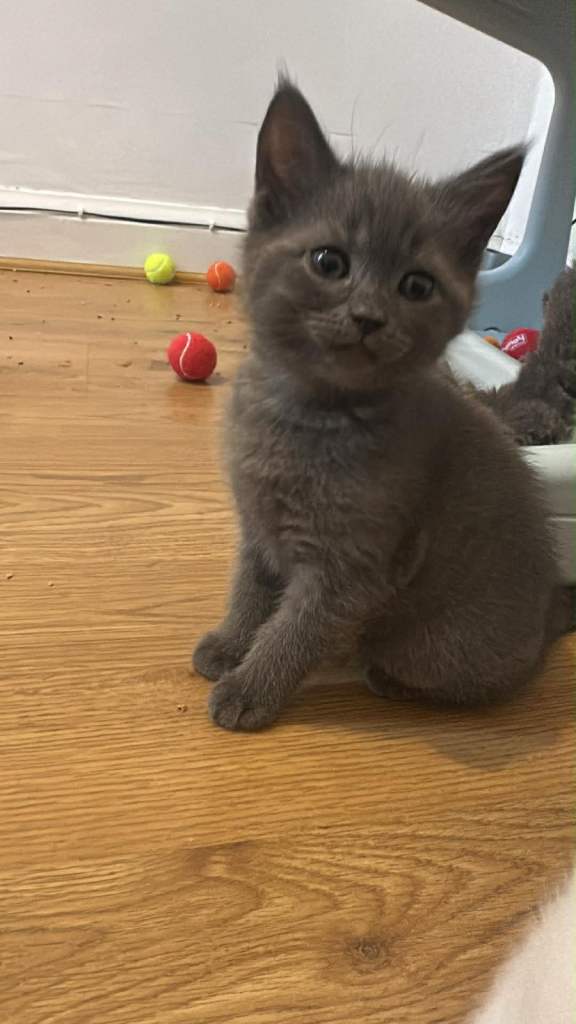 Kittens British short hair 