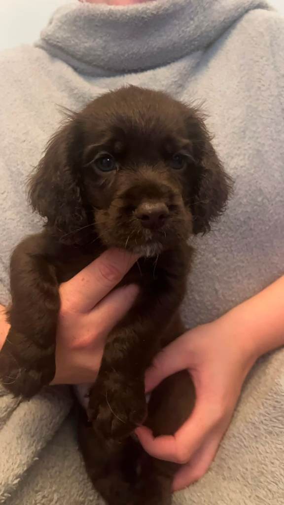 Stunning cocker spaniel puppies 