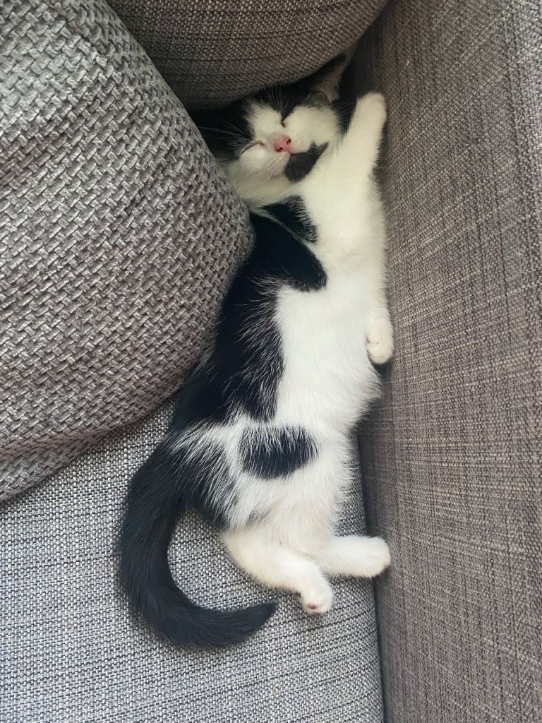 Kitten for sale 