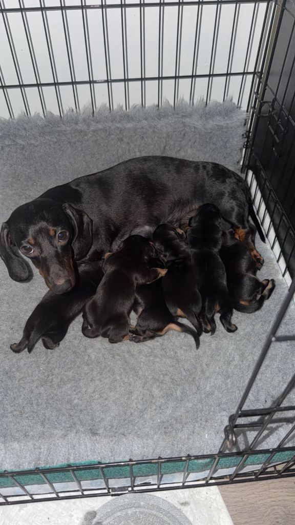 Miniature dachshunds puppies. 