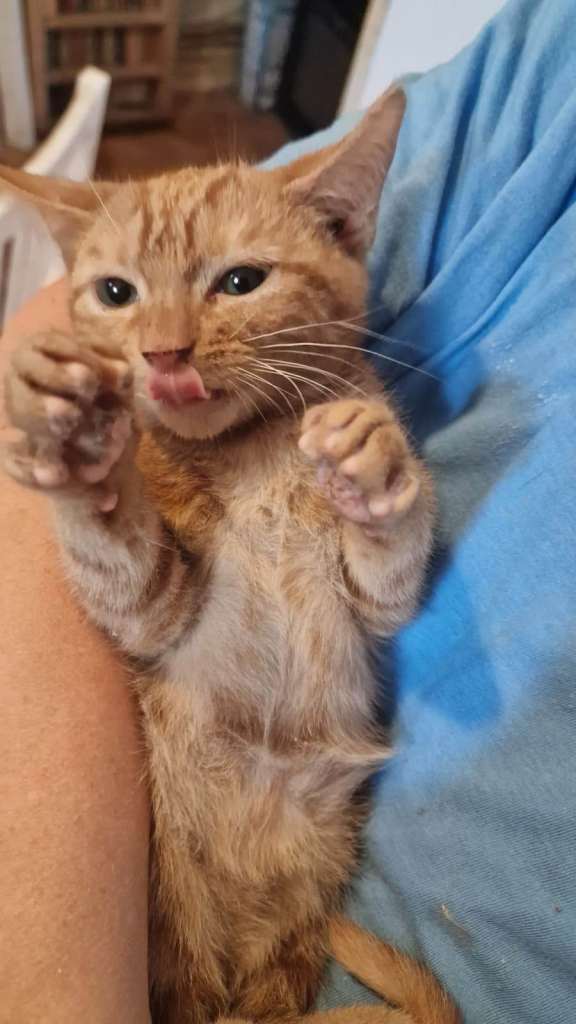 Gorgeous Ginger Girl 2 Months  Girl  London
