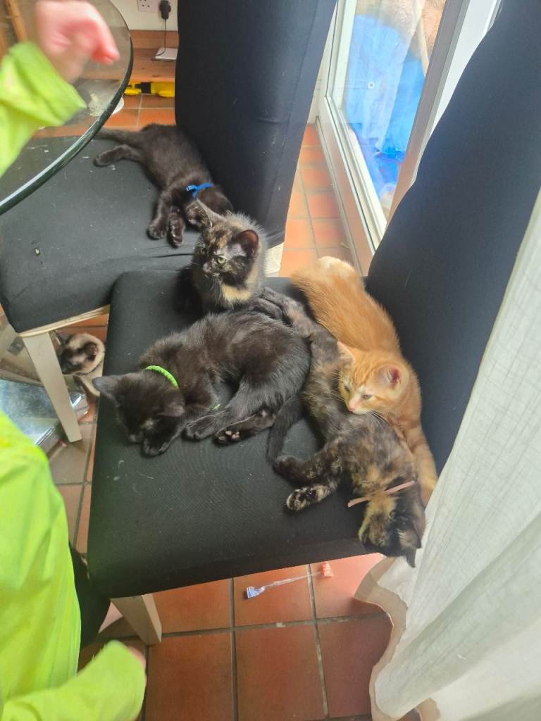Kittens Ready Now