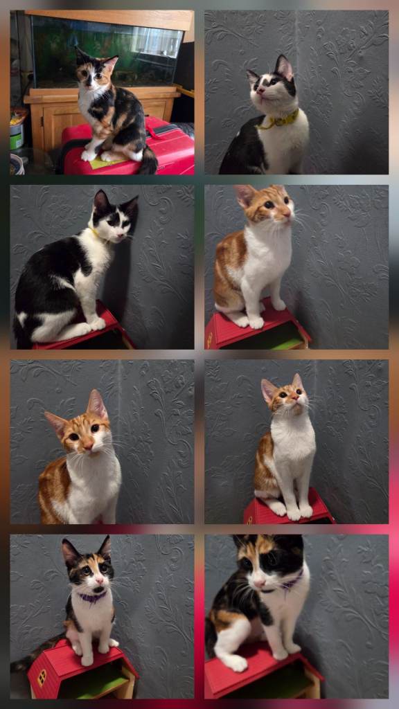 Cat 3 months old