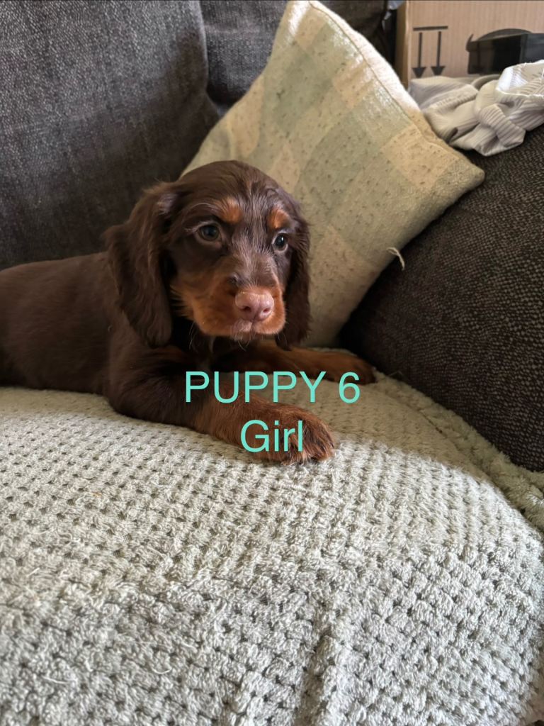 3 gorgeous Sprocker pups ready now 