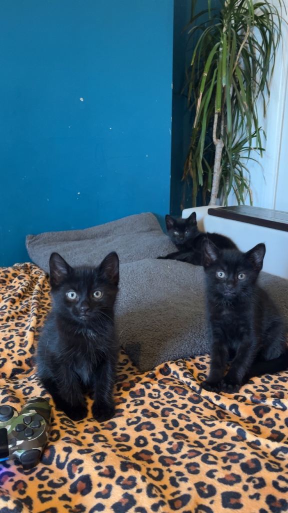 Beautiful black kittens for sale 