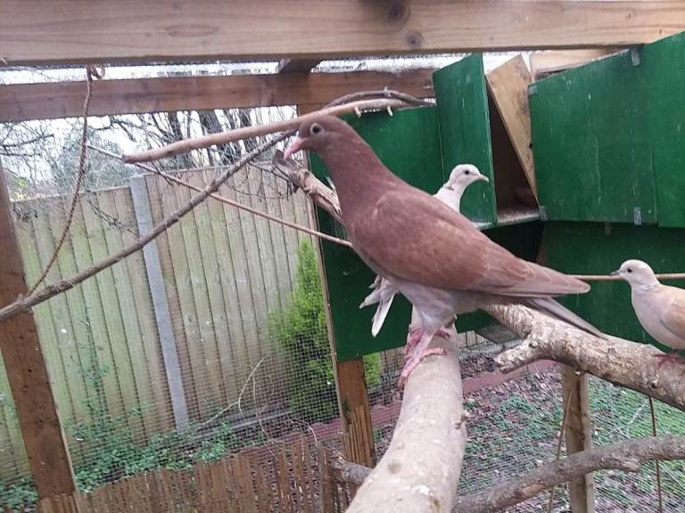 Young pigeons for sale 