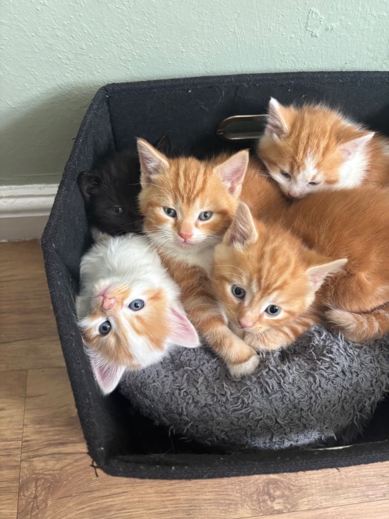 8 weeks old kittens 