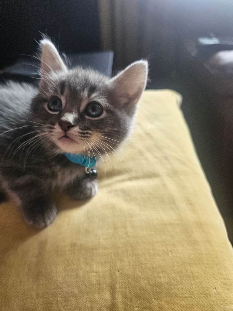 5 x grey silver kittens