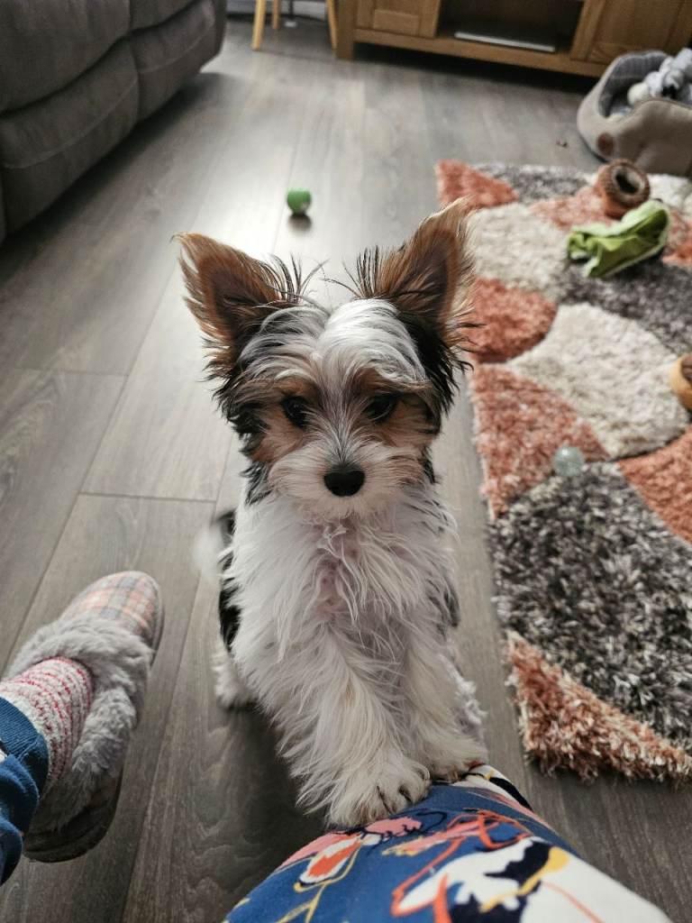 Biewer yorkshire terrier 