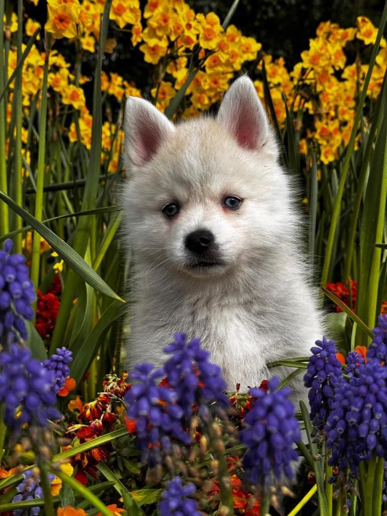 Blue eyed Boy Mini Husky- Pomsky Puppy! Boy
