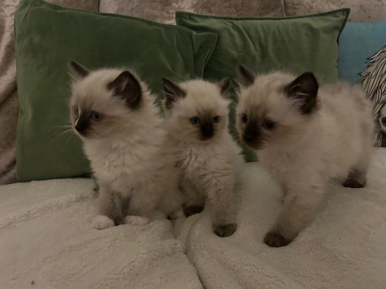 Ragdoll kittens 