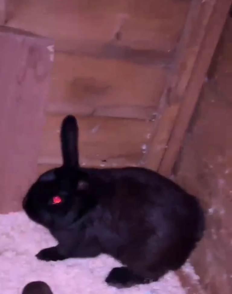 2 Friendly Male Rabbits
