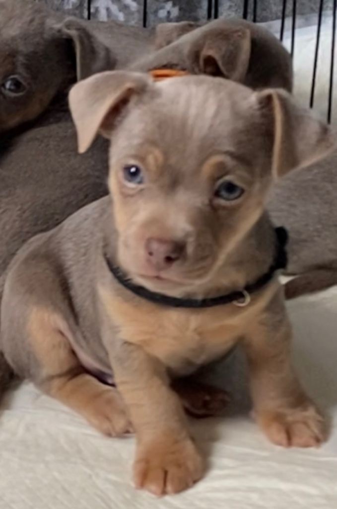 Much Wenlock Jack Russell Puppies