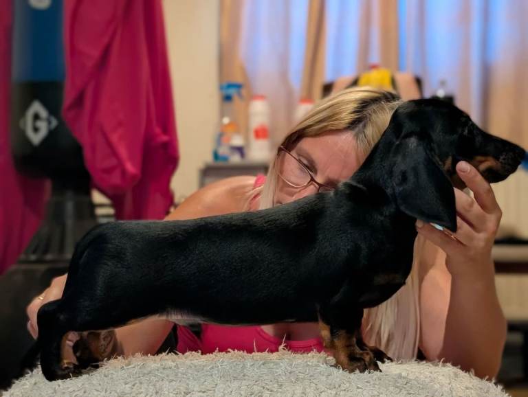 Miniature dachshund 
