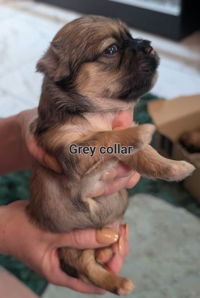 Lhasa apso boy puppies for sale