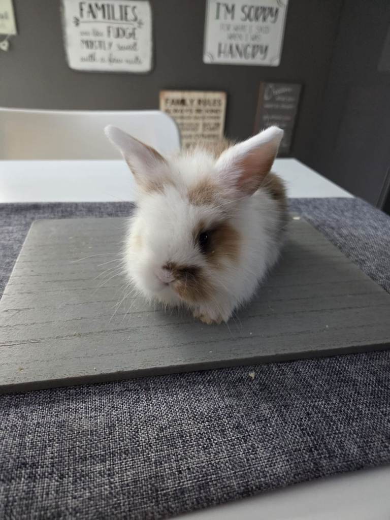 Teddy/lops