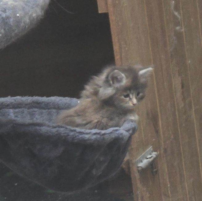Giant maine coon kittens for sale 