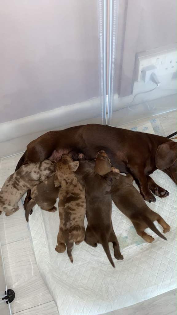 Miniature dachshund puppy 