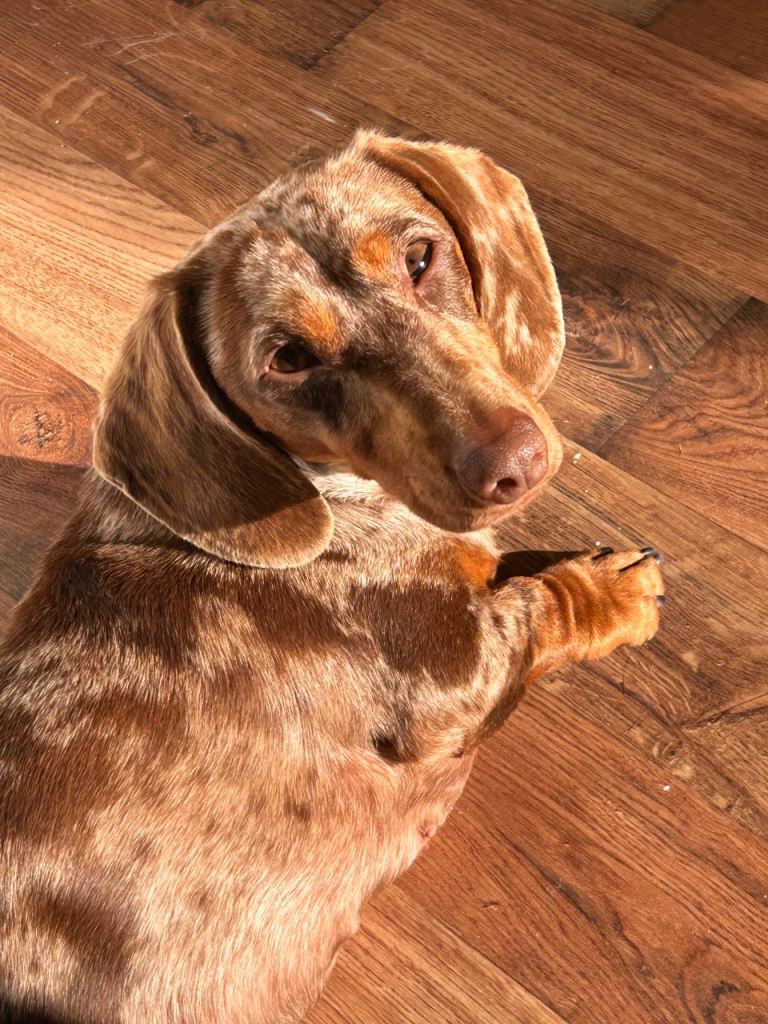Miniature dachshund