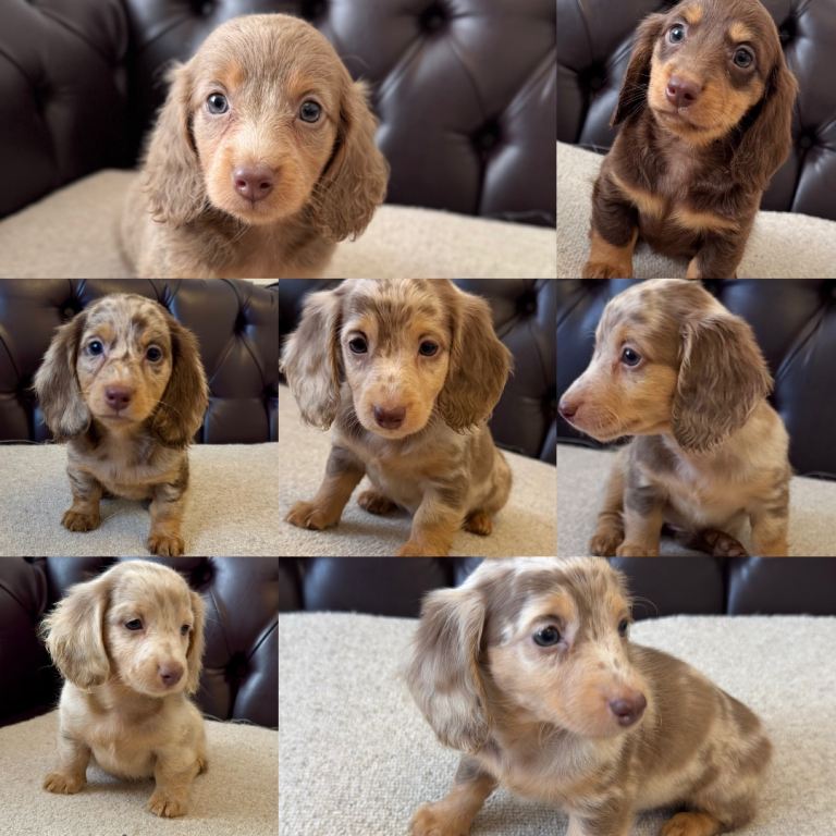 Dachshund miniature 