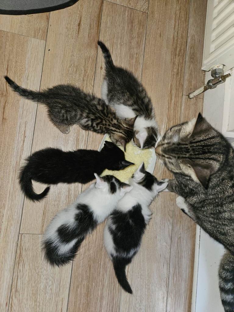 Kittens looking for Forever home! 🐈🐱 TWO GIRLS STILL AVAILABLE ❗️❗️❗️