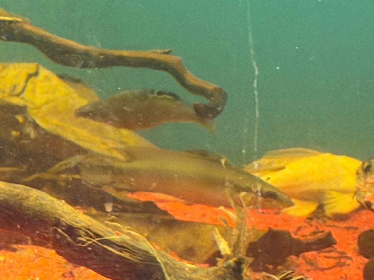 Tropical fish for sale