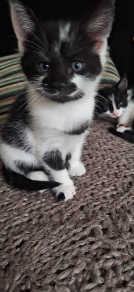 8 week old male kitten