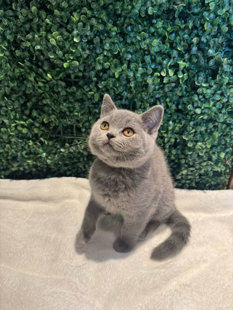 British Shorthair Kittens (Blue)
