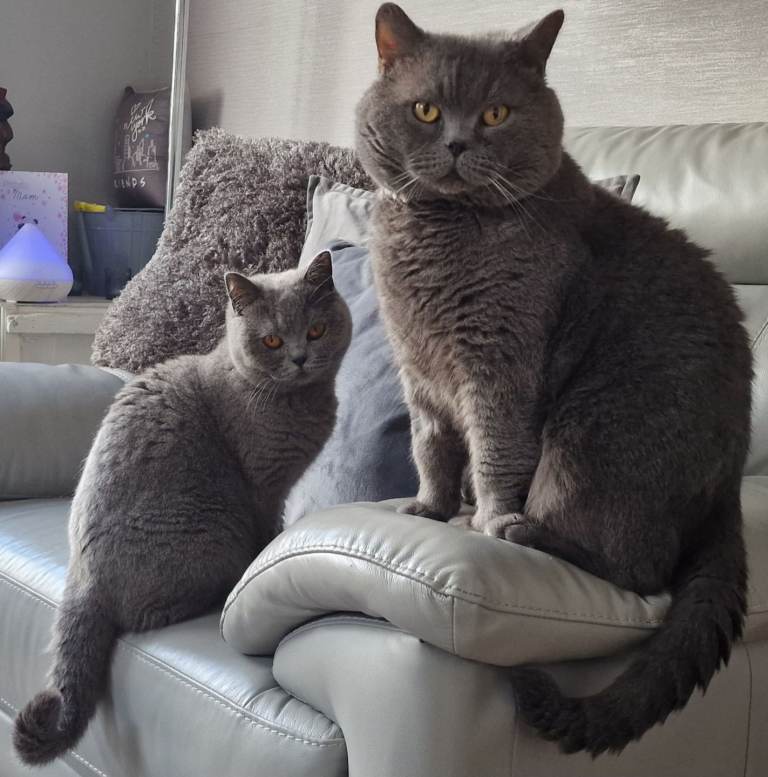 With regret, rehoming my senior cat