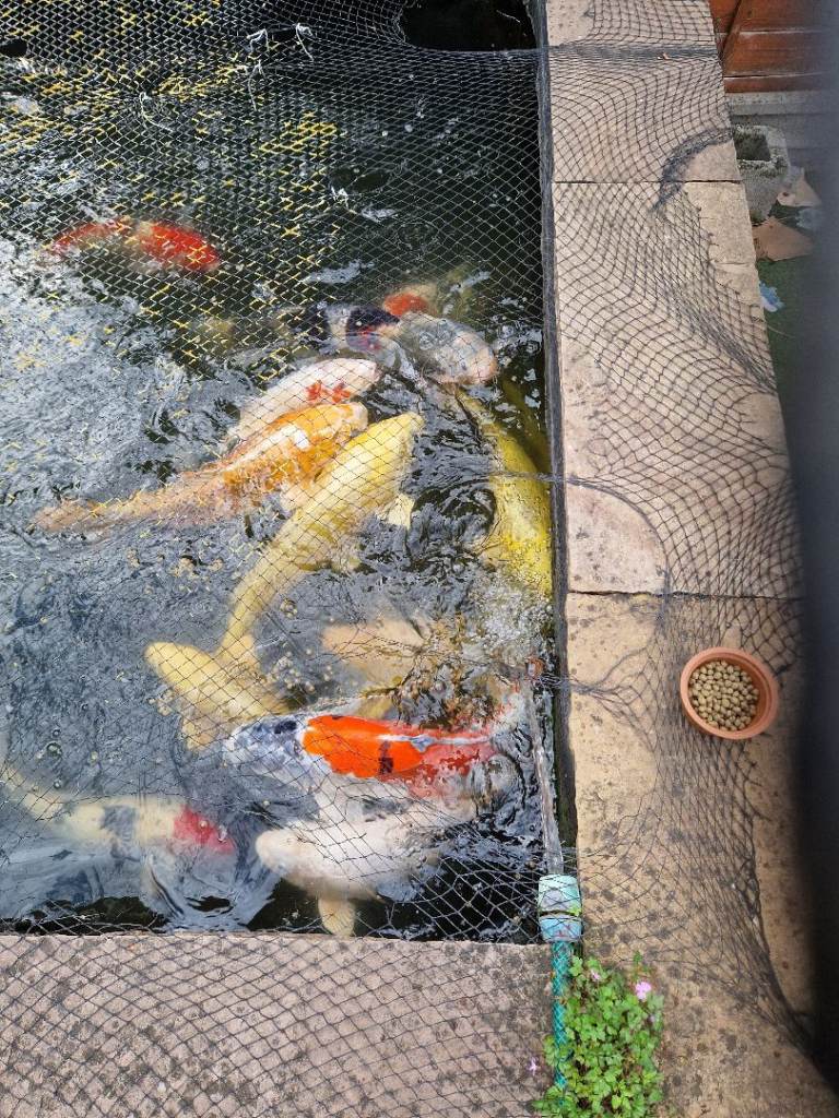 Pond clearance 