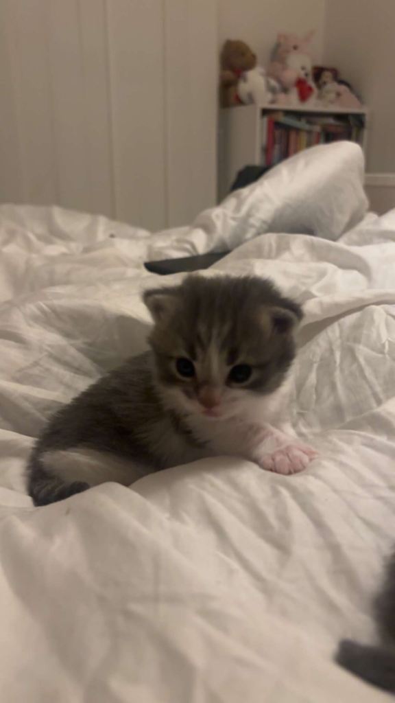 3 beautiful kitttens for sale