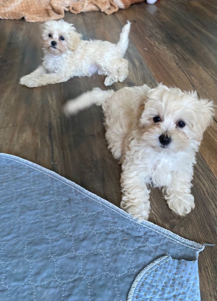 Adorable maltipoo puppies Maltese x toy poodle