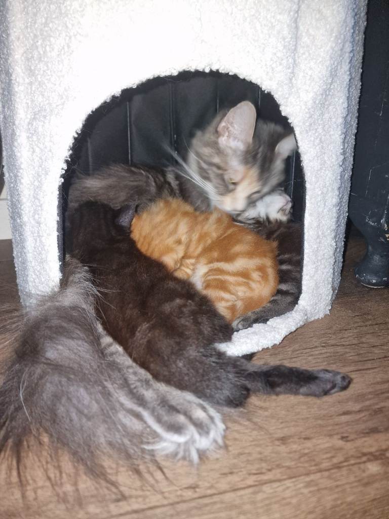 Kittens 